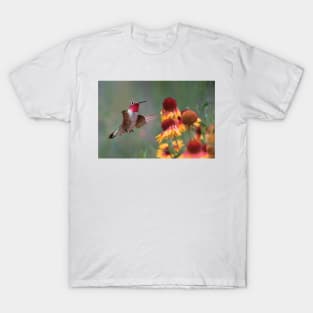 Male Broad Tailed Hummingbird At Gaillardia T-Shirt